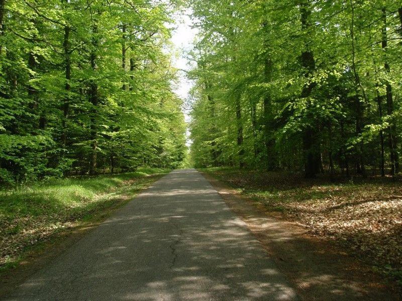 Gîte du cerf Birkenwald Extérieur photo